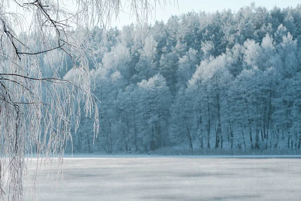 Прекрасный Белый Зимний Пейзаж Замерзшим Озером Тростником Лесом Белыми Деревьями — стоковое фото