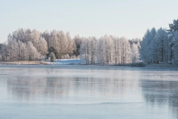 凍った湖 葦や霜や雪に覆われた白い木と森と素晴らしい白い冬の風景 — ストック写真