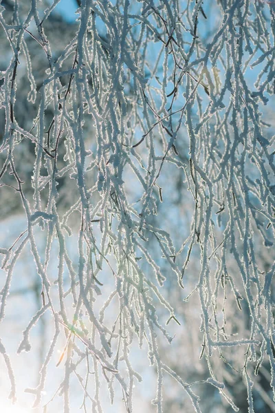 雪の結晶に反射した太陽光で霜や雪に覆われた枝 — ストック写真