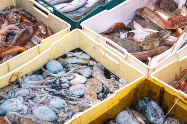 Zojuist Gevangen Verschillende Rauwe Vis Plastic Kratten Een Vismarkt Klaar — Stockfoto