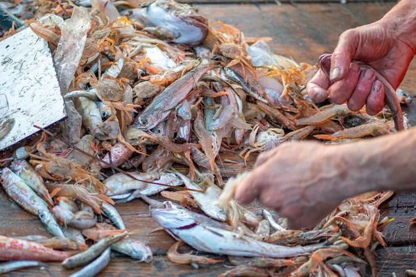 Verschillende Vers Gevangen Vis Een Houten Vissersboot Die Door Een — Stockfoto