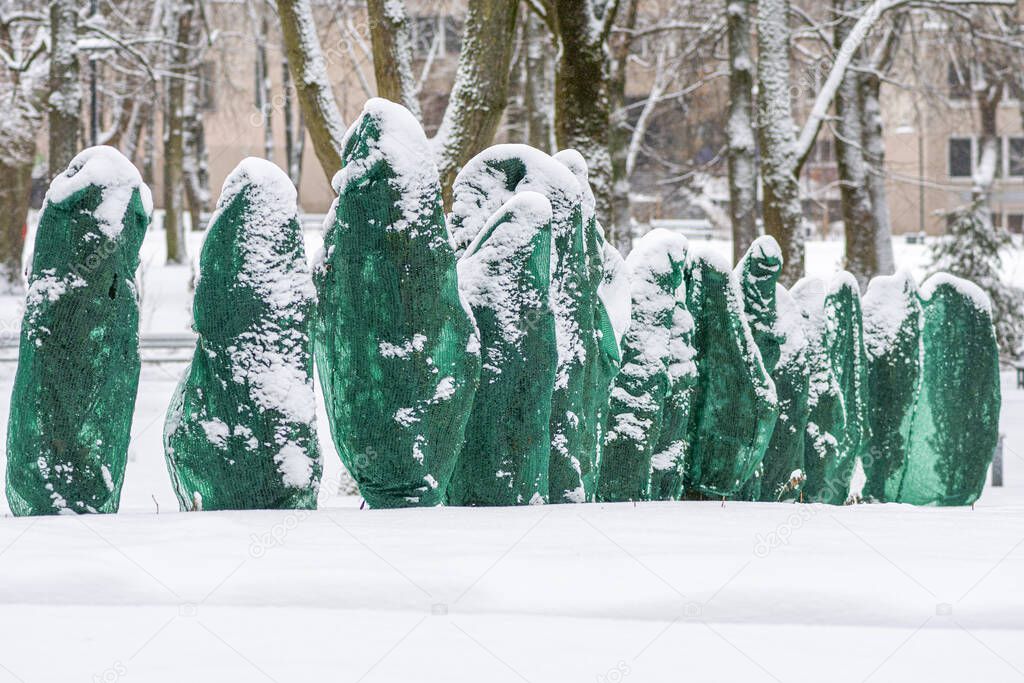 Plants, bushes and trees in a park or garden covered with green blanket antifreeze, swath of burlap, frost protection bags or roll to protect them from frost, freeze and cold temperature