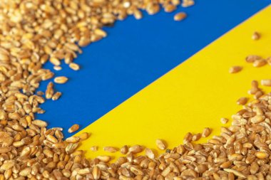 Wheat grains on the yellow and blue flag of Ukraine, Ukrainian grain crisis, global hunger crisis concept due to war