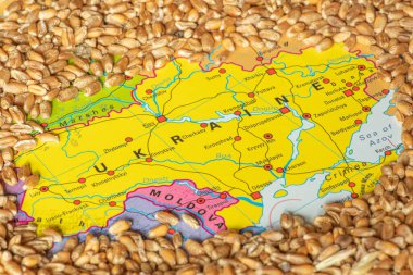 Kyiv, Ukrayna - 16 Mayıs 2022: Ukrayna haritasında buğday taneleri, Ukrayna tahıl krizi, savaş nedeniyle küresel açlık krizi kavramı
