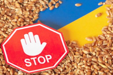 Wheat grains on the yellow and blue flag of Ukraine with a stop signal, Ukrainian grain crisis, global hunger crisis concept due to war