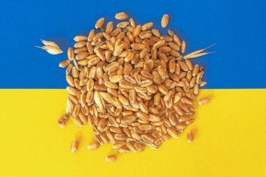 Handful of wheat grains on the yellow and blue flag of Ukraine, Ukrainian grain crisis, global hunger crisis concept due to war