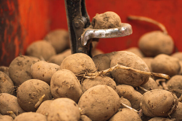 Sowing potatoes in an agricultural field in spring with an old farm tractor, close up