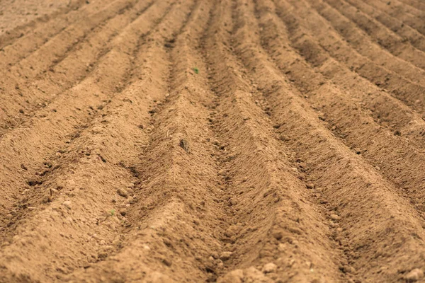 Lines Plowed Land Agricultural Field Ready Planting Sowing Spring — Stock Photo, Image