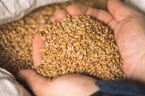 Çuvalın yakınındaki bir çiftçinin ellerinde buğday taneleri, ekmek için yiyecek veya tahıl, savaş nedeniyle küresel açlık krizi kavramı, kapatın.