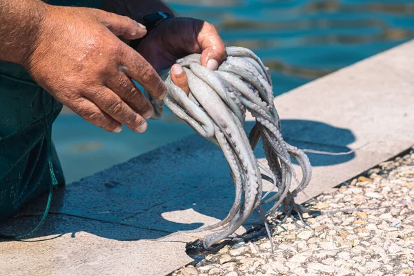 Fisherman slamming and softening with hand a big raw fresh octopus on the pier of the port of Bari, Puglia, Italy