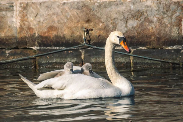 Beautiful White Swan Swimming Canal Copenhagen Couple Little Grey Cygnets — Foto de Stock