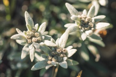 Stella Alpina, Edelweiss çiçeği, Alpine Edelweiss çiçekleri, Fransız Alpleri 'nde kayaların arasında çekilmiş nadir bulunan beyaz dağ çiçeğinin fotoğrafı.