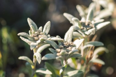 Stella Alpina, Edelweiss çiçeği, Alpine Edelweiss çiçekleri, Fransız Alpleri 'nde kayaların arasında çekilmiş nadir bulunan beyaz dağ çiçeğinin fotoğrafı.