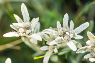 Stella Alpina, Edelweiss çiçeği, Alpine Edelweiss çiçekleri, Fransız Alpleri 'nde kayaların arasında çekilmiş nadir bulunan beyaz dağ çiçeğinin fotoğrafı.