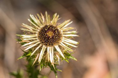 Güzel carlina acaulis ya da Carline devedikeni çiçeği, orta ve güney Avrupa 'nın dağlık bölgelerine özgü Asteraceae familyasındaki uzun ömürlü dikotistik çiçekleri kapatın.
