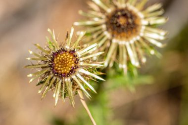 Güzel carlina acaulis ya da Carline devedikeni çiçeği, orta ve güney Avrupa 'nın dağlık bölgelerine özgü Asteraceae familyasındaki uzun ömürlü dikotistik çiçekleri kapatın.
