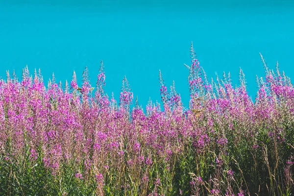 Chamaenerion Angustifolium Perennial Herbaceous Flowering Pink Plant Flowers Willowherb Family — Stok fotoğraf