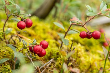 Olgun kırmızı yaban mersini çalısı, keklik üzümü, dağ yaban mersini ya da yabanmersini yeşil yapraklar ve ormandaki yosunlar arasında sonbaharda ya da sonbaharda, kapan