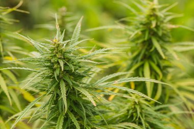 Marihuana, kenevir ya da çimenli kenevir bitkisi ve bahçede yetişen yeşil yapraklar, yakın çekim. Biyolojik tarım, biyolojik ürün, biyolojik ekoloji, entegre çiftlik kavramı. Kapat.