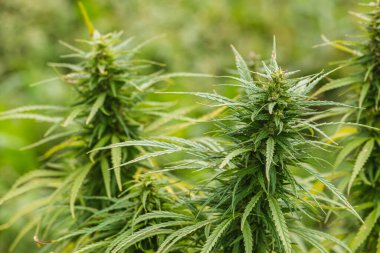 Marihuana, kenevir ya da çimenli kenevir bitkisi ve bahçede yetişen yeşil yapraklar, yakın çekim. Biyolojik tarım, biyolojik ürün, biyolojik ekoloji, entegre çiftlik kavramı. Kapat.