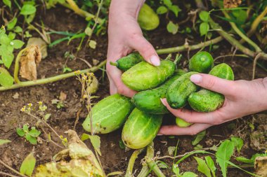 Taze salatalıklar bir kızın elinden koparıldı. Biyolojik tarım kavramı, biyolojik ürünler, biyolojik ekoloji, vejetaryen, vegan. Kapat.