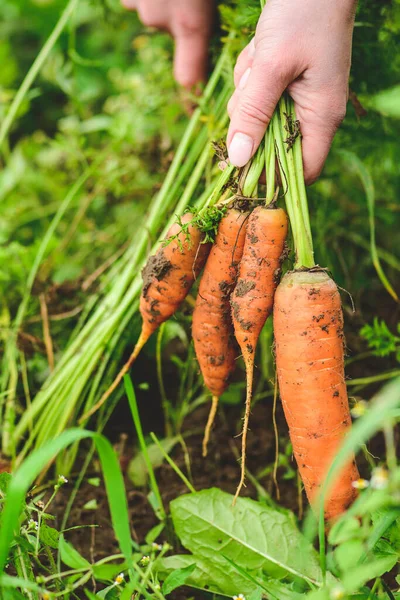 Fresh ripe orange carrots just picked from the soil in the hands of a girl among green grass. Concept of biological agriculture, bio product, bio ecology, integrated farm. Close up, vertical