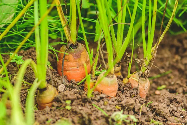 Fresh Ripe Orange Carrots Just Picked Soil Green Grass Concept — Stock Photo, Image