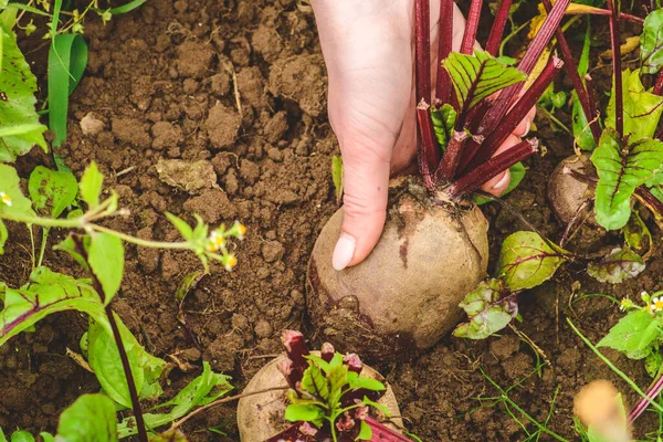 Fresh Ripe Red Beetroot Soil Green Grass Concept Biological Agriculture — Stock Photo, Image