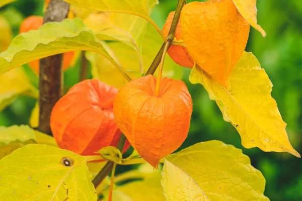 Physalis peruviana, gooseberry or golden berry or chines lantern, orange calix and yellow leaves, beautiful plant and flower in autumn, close up