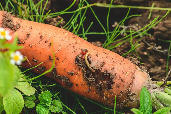 Fresh ripe carrot in the soil with a worm or carrot rust fly eating it among green grass. Concept of biological agriculture, bio product, bio ecology, integrated farm. Close up