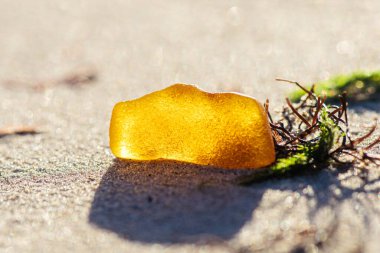 Kumsaldaki siyah ve yeşil deniz yosunu ya da yosunların arasında büyük sarı bir kehribar parçası