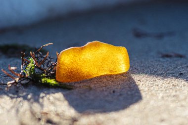Kumsaldaki siyah ve yeşil deniz yosunu ya da yosunların arasında büyük sarı bir kehribar parçası