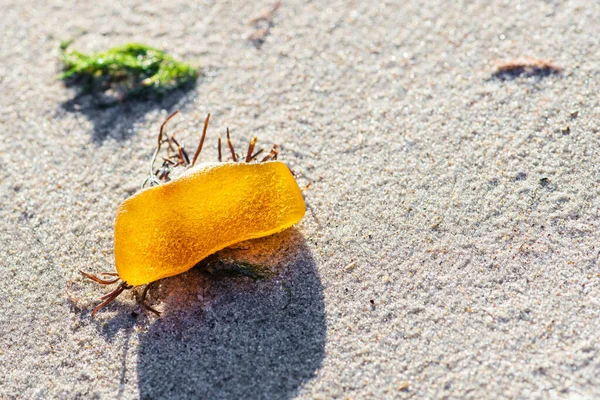 Beautiful big piece of yellow amber among black and green seaweed or algae on the sandy beach
