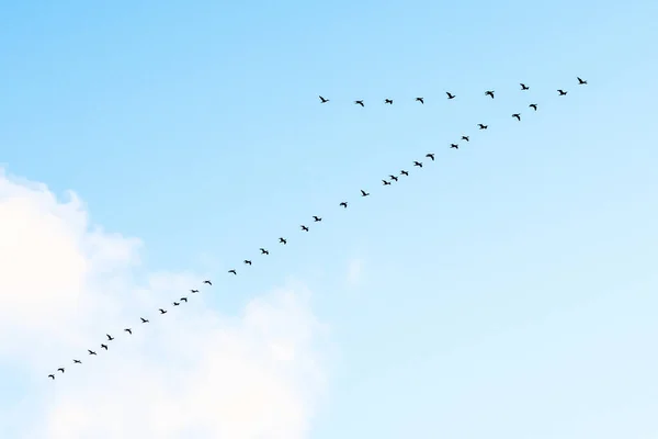 Cormorani Neri Che Volano Formazione Contro Cielo Sul Mar Baltico — Foto Stock