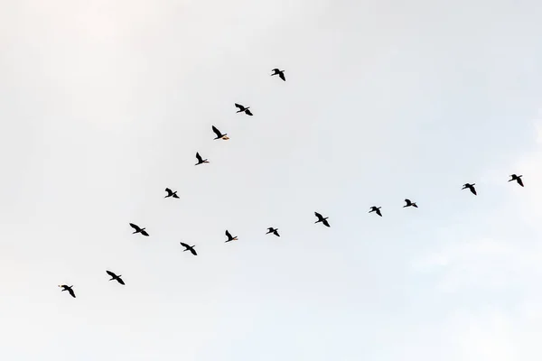 Black Cormorants Flying Formation Sky Baltic Sea Lithuania Birds Migration — Stock Photo, Image