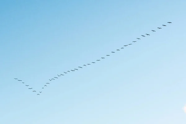 Cormorani Neri Che Volano Formazione Contro Cielo Sul Mar Baltico — Foto Stock