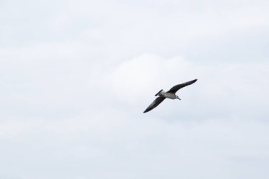 Martılar denizin kıyılarında yaşayan su kuşlarıdır, yaklaşık bir güvercin ve bir kartal büyüklüğündedirler. Kuşların esnek ve keskin kanatları vardır ve zirvede eğri ve güçlü bir gagaları vardır.