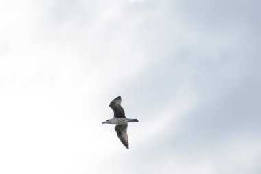 Martılar denizin kıyılarında yaşayan su kuşlarıdır, yaklaşık bir güvercin ve bir kartal büyüklüğündedirler. Kuşların esnek ve keskin kanatları vardır ve zirvede eğri ve güçlü bir gagaları vardır.