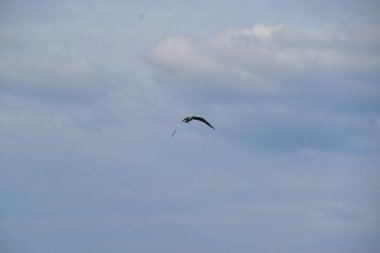 Martılar denizin kıyılarında yaşayan su kuşlarıdır, yaklaşık bir güvercin ve bir kartal büyüklüğündedirler. Kuşların esnek ve keskin kanatları vardır ve zirvede eğri ve güçlü bir gagaları vardır.