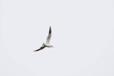 Martılar denizin kıyılarında yaşayan su kuşlarıdır, yaklaşık bir güvercin ve bir kartal büyüklüğündedirler. Kuşların esnek ve keskin kanatları vardır ve zirvede eğri ve güçlü bir gagaları vardır.