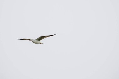 Martılar denizin kıyılarında yaşayan su kuşlarıdır, yaklaşık bir güvercin ve bir kartal büyüklüğündedirler. Kuşların esnek ve keskin kanatları vardır ve zirvede eğri ve güçlü bir gagaları vardır.