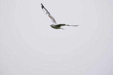 Martılar denizin kıyılarında yaşayan su kuşlarıdır, yaklaşık bir güvercin ve bir kartal büyüklüğündedirler. Kuşların esnek ve keskin kanatları vardır ve zirvede eğri ve güçlü bir gagaları vardır.