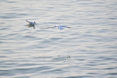 Martılar denizin kıyılarında yaşayan su kuşlarıdır, yaklaşık bir güvercin ve bir kartal büyüklüğündedirler. Kuşların esnek ve keskin kanatları vardır ve zirvede eğri ve güçlü bir gagaları vardır.