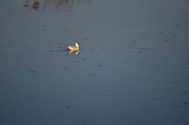 Martılar denizin kıyılarında yaşayan su kuşlarıdır, yaklaşık bir güvercin ve bir kartal büyüklüğündedirler. Kuşların esnek ve keskin kanatları vardır ve zirvede eğri ve güçlü bir gagaları vardır.