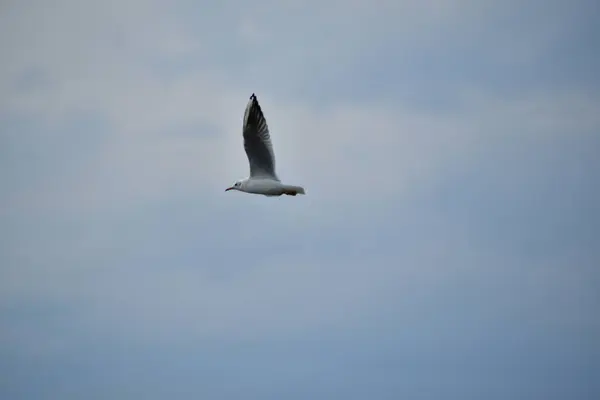 Gaivotas São Aves Aquáticas Que Vivem Nas Margens Dos Mares — Fotografia de Stock