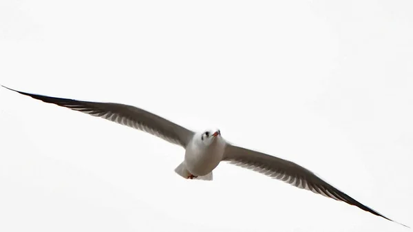 Fiskmåsar Sjöfåglar Som Lever Havets Stränder Ungefär Lika Stora Som — Stockfoto