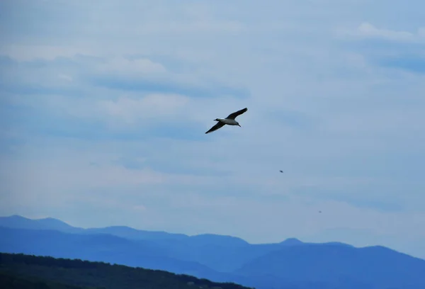 Las Gaviotas Son Aves Acuáticas Que Viven Las Orillas Del — Foto de Stock