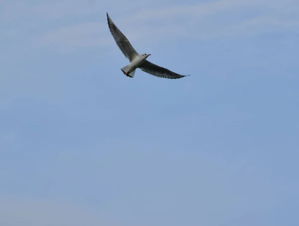 海鳥は海岸に生息する水鳥で 鳩やワシほどの大きさで 鳥はしなやかで鋭い羽を持ち 上には曲がって強いくちばしを持っています — ストック写真