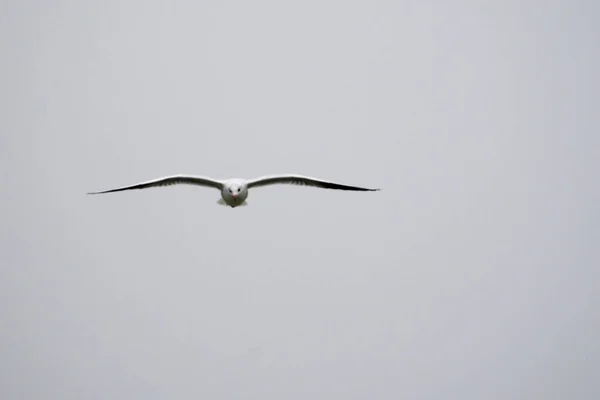 Seagulls Waterfowl Live Shores Seas Size Pigeon Eagle Birds Have — Stock Photo, Image