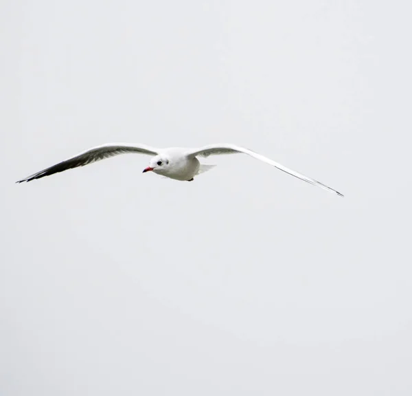 Martılar Denizin Kıyılarında Yaşayan Kuşlarıdır Yaklaşık Bir Güvercin Bir Kartal — Stok fotoğraf